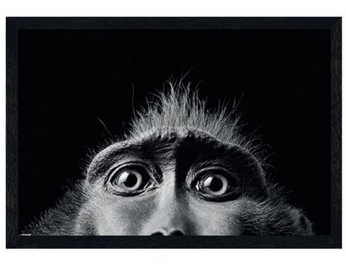Image of Tim Flach Black Wooden Framed Monkey Eyes Poster