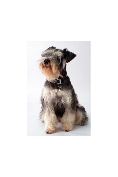 Image of Pharmore Ltd Dog Sat Up Wall Art - 60cm X 90cm