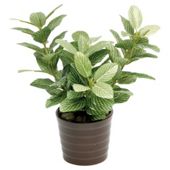 22CM FITTONIA IN CERAMIC POT - GREEN / WHITE