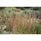 feather reed grass (Calamagrostis × acutiflora 'Overdam')