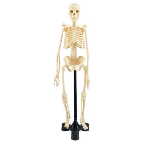 Image of Revell X-ray Human Skeleton Model