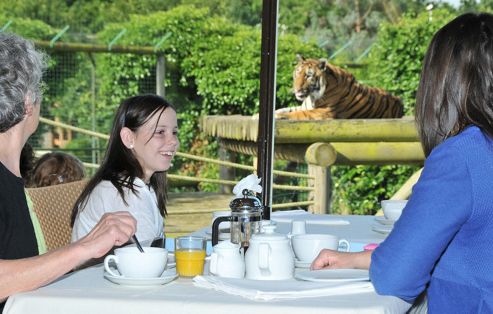 Image of Tea With The Tigers