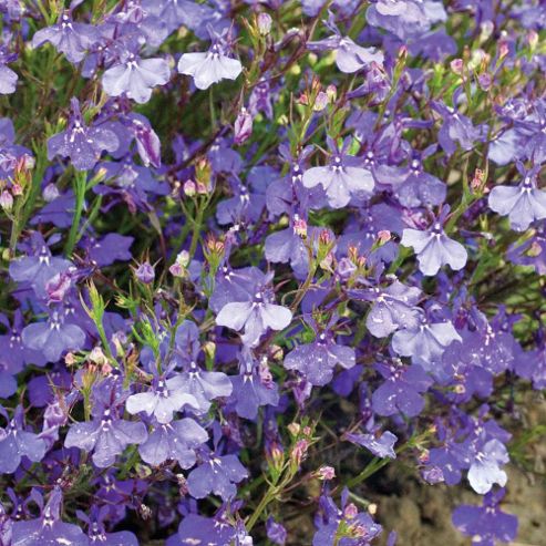 Image of Lobelia Pendula 'monsoon' - 1 Packet (650 Seeds)