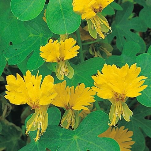 Image of Tropaeolum Peregrinum - 1 Packet (15 Seeds)