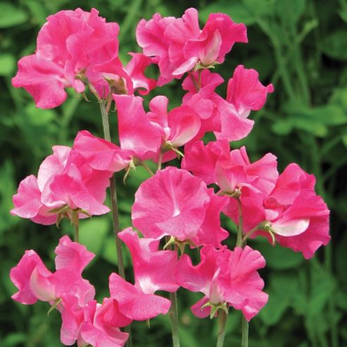 Image of Sweet Pea 'robert Uvedale' - 1 Packet (25 Seeds)