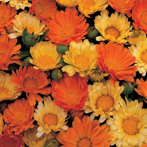 Image of Calendula Officinalis Nana 'citrus Cocktail' - 1 Packet (100 Seeds)