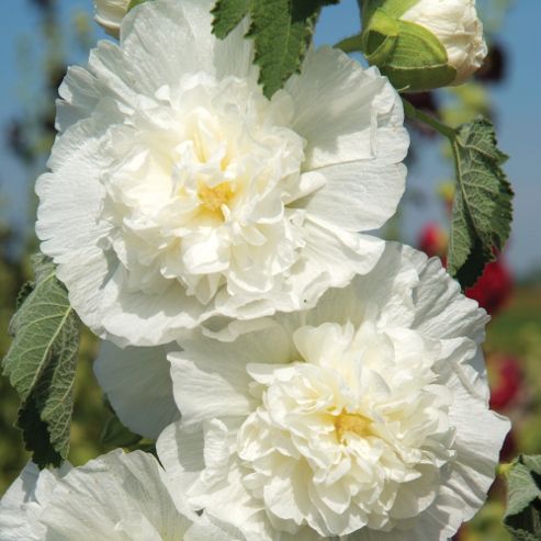 Image of Hollyhock 'chater's Double Icicle' - 1 Packet (100 Seeds)