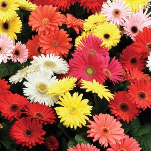 Image of Gerbera Jamesonii 't&m Mixed' F2 Hybrid - 1 Packet (30 Seeds)