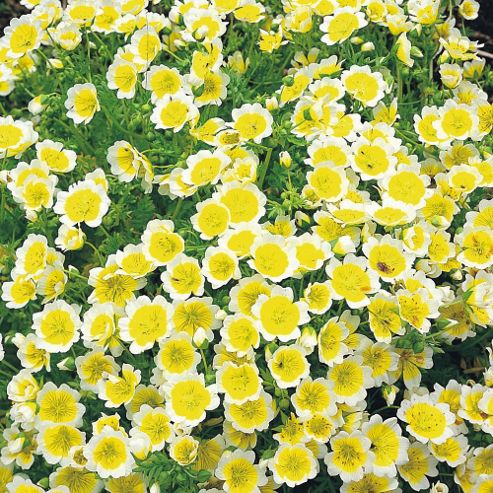 Image of Limnanthes Douglasii - 1 Packet (150 Seeds)