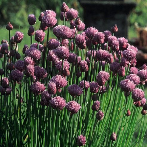 Image of Chives - 1 Packet (1000 Seeds)