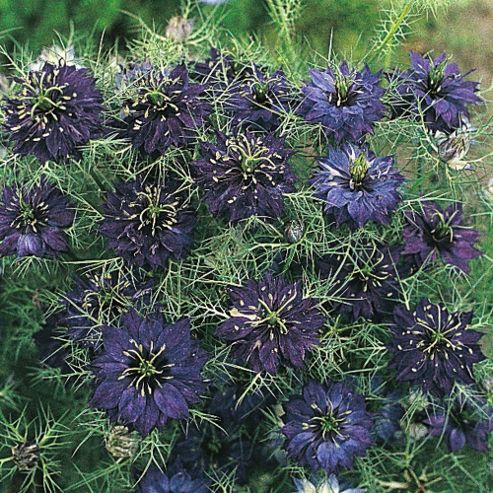 Image of Nigella Damascena 'oxford Blue' - 1 Packet (200 Seeds)