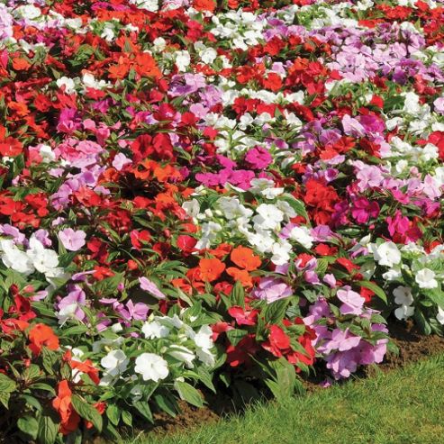 Image of Busy Lizzie 'divine' (new Guinea) - 1 Packet (15 Seeds)