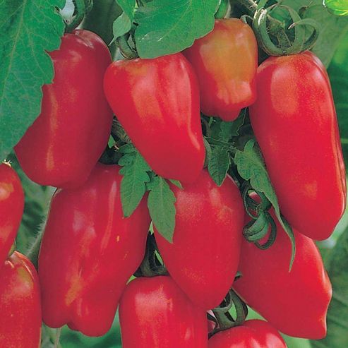 Image of Tomato 'il San Marzano Lungo' - Vita Sementi&reg; Italian Seeds - 1 Packet (300 Tomato Seeds)
