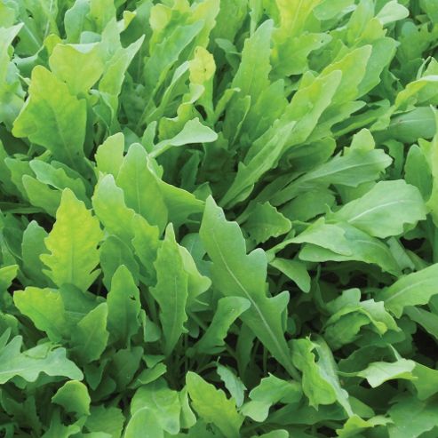 Image of Rocket 'wildfire' - 1 Packet (1000 Rocket Seeds)