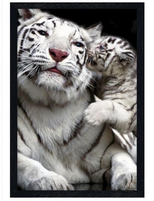 Image of White Tigers Black Wooden Framed Kiss Poster