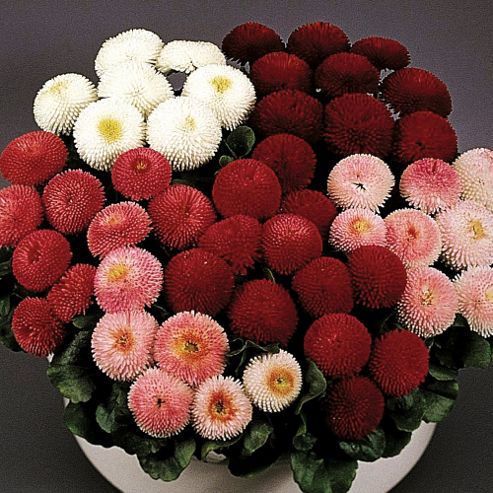 Image of Bellis Perennis 'pomponette Mixed' - 1 Packet (400 Seeds)