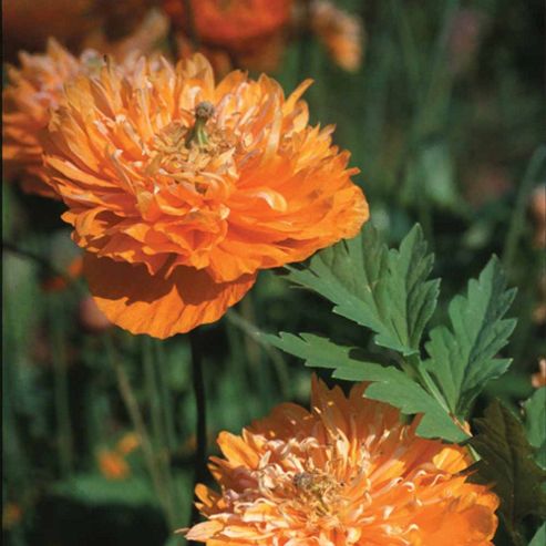 Image of Meconopsis Cambrica 'double Mixed' - 1 Packet (50 Seeds)