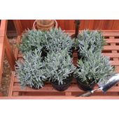 lavender promotion - 6 pack (Lavandula angustifolia)