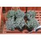 lavender promotion - 6 pack (Lavandula angustifolia)