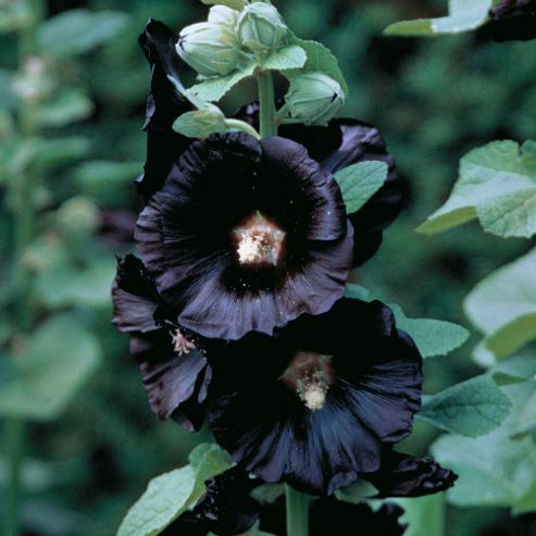 Image of Hollyhock 'nigra' - 1 Packet (50 Seeds)