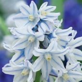 Russian Snowdrop - 100 bulbs