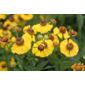 sneezeweed (Helenium 'The Bishop')