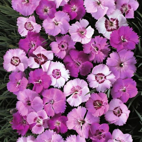 Image of Dianthus Plumarius 'ipswich Pinks Mixed' - 1 Packet (75 Seeds)