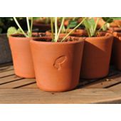 3 Terracotta seedling pots