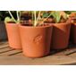 3 Terracotta seedling pots