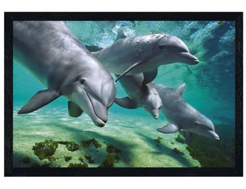 Image of Black Wooden Framed Dolphins Underwater Poster