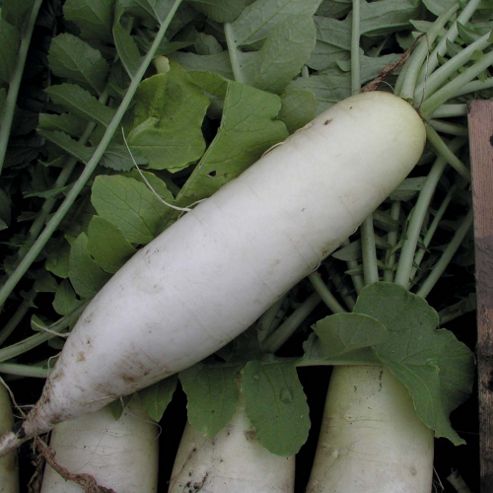 Image of Mooli Radish 'neptune' F1 Hybrid - 1 Packet (100 Seeds)