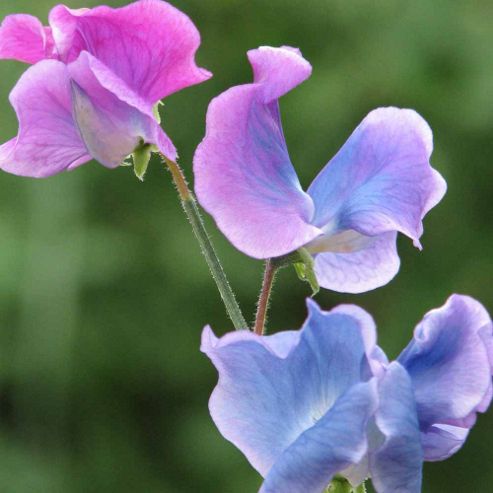 Image of Sweet Pea 'blue Shift' - 1 Packet (25 Seeds)
