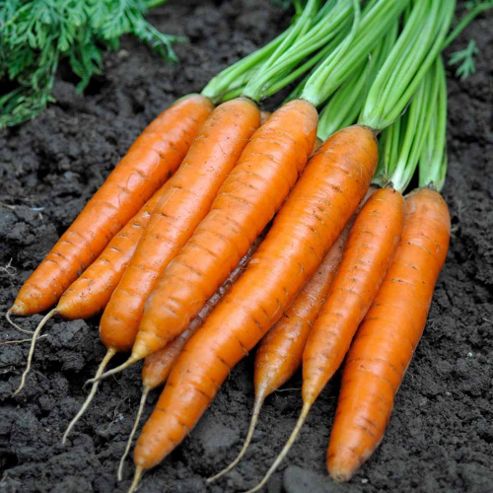 Image of Carrot 'maestro' F1 Hybrid - Part Of The Alan Titchmarsh Collection - 1 Packet (400 Carrot Seeds)