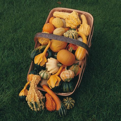 Image of Gourd 'autumn Glory' - 1 Packet (25 Seeds)