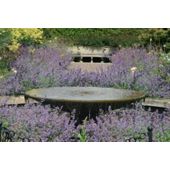catmint (Nepeta 'Six Hills Giant')