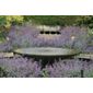 catmint (Nepeta 'Six Hills Giant')