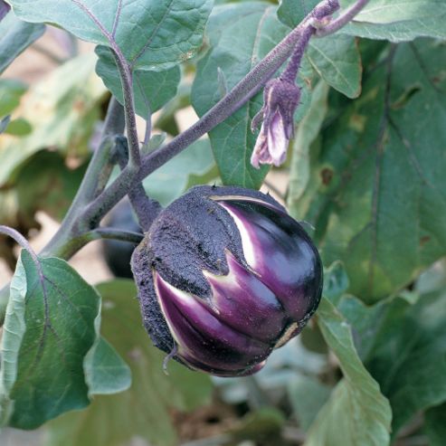 Image of Aubergine 'prosperosa' - Vita Sementi&reg; Italian Seeds - 1 Packet (400 Aubergine Seeds)