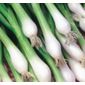 spring onion (spring onion 'White Lisbon')