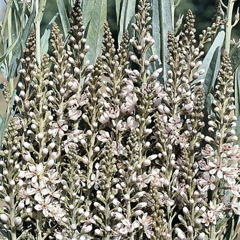 Image of Lysimachia Ephemerum - 1 Packet (50 Seeds)