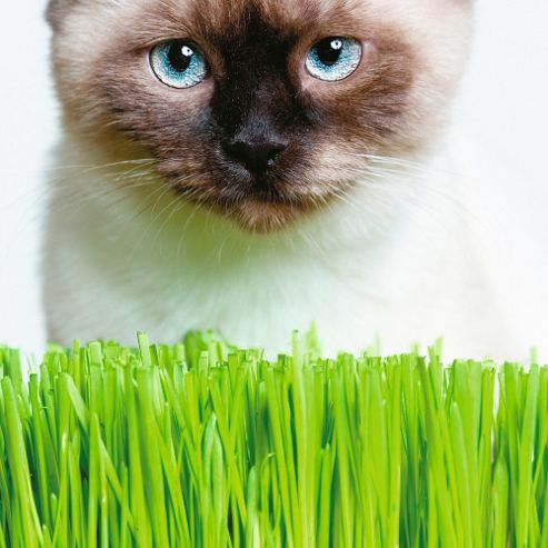 Image of Avena Sativa - 1 Packet (50 Grams)