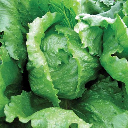 Image of Lettuce 'antartica' (iceberg/crisphead) - 1 Packet (250 Lettuce Seeds)