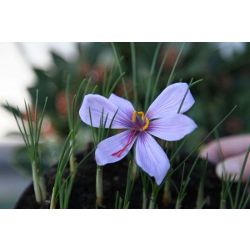 saffron crocus bulbs (Crocus sativus)