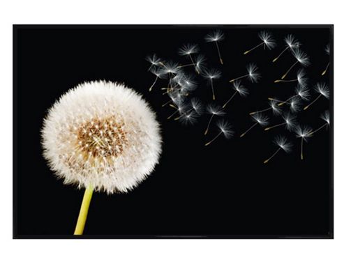 Image of Gloss Black Framed Dandelion Dream Poster