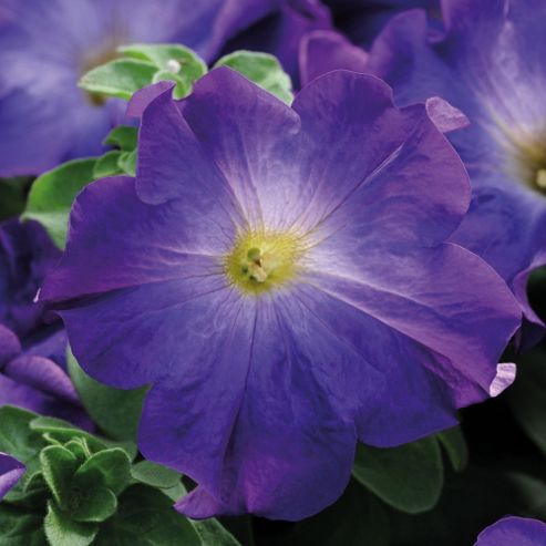 Image of Petunia X Hybrida 'sophistica Blue Morn' F1 Hybrid - 1 Packet (12 Seeds)