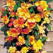 Begonia x tuberhybrida 'Apricot Shades' F1 Hybrid - 10 tubers