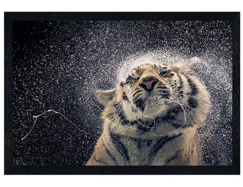 Image of Tim Flach Black Wooden Framed Kanja Poster
