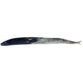 Berkley Gulp Sand Eel -Sapphire Shine 8Pk