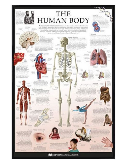 Image of Dorling Kindersley Gloss Black Framed The Human Body Poster