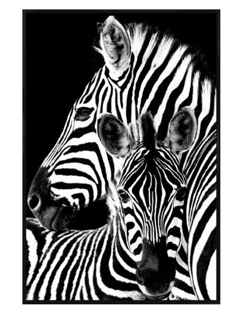 Image of Gloss Black Framed Zebra & Foal Poster