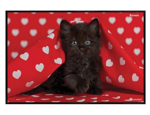Image of Rachael Hale Gloss Black Framed Raven Poster